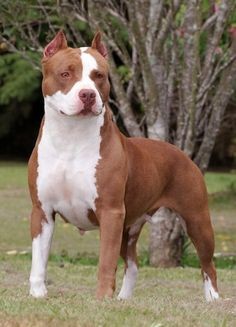 American Pitbull Terrier