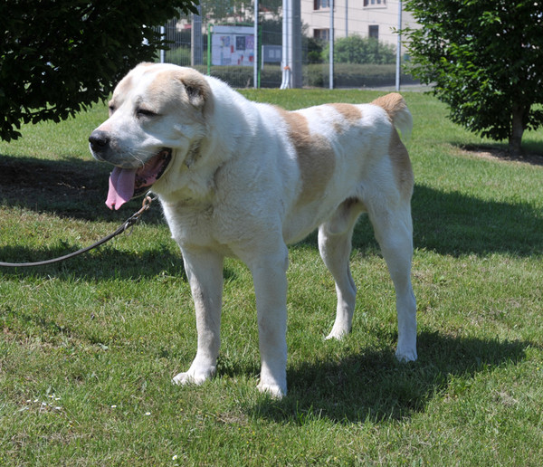 les differentes races de chiens - Page 4 les differentes races de chiens - Page 4