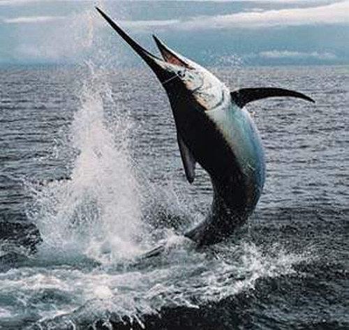 L’espadon - Centerblog