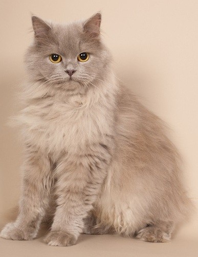 British Longhair