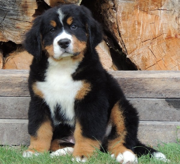 les differentes races de chiens - Page 6 les differentes races de chiens - Page 6