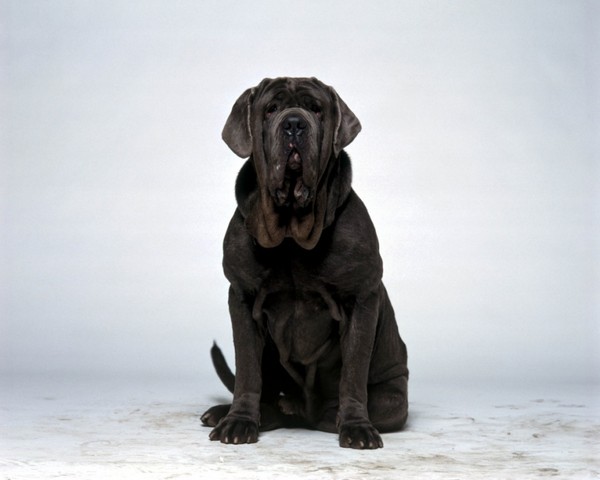 Chiens rencontre suisse