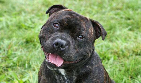 staffordshire-bull-terrier