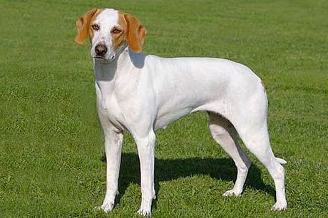 Dingo ou chien sauvage d'Australie chien sauvage d'australie